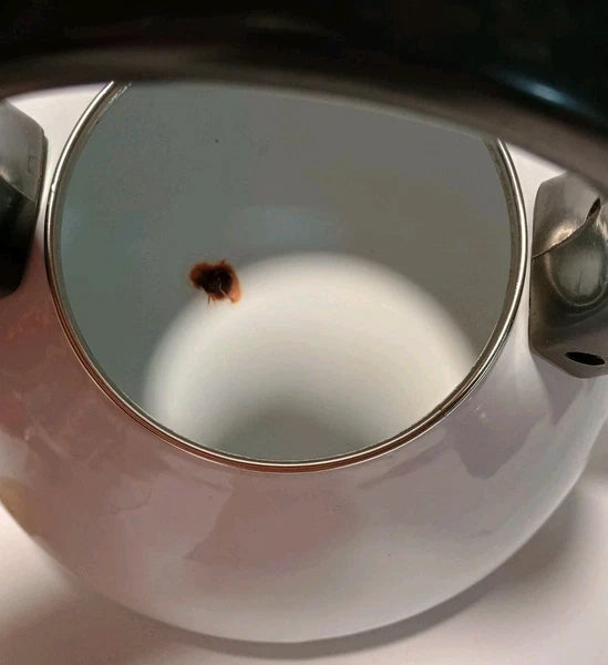 Vintage Enamelware Baby Chick In Nest Tea Kettle Pot